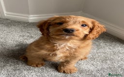 Cockapoo dogs for stud: Milo  - Image 7