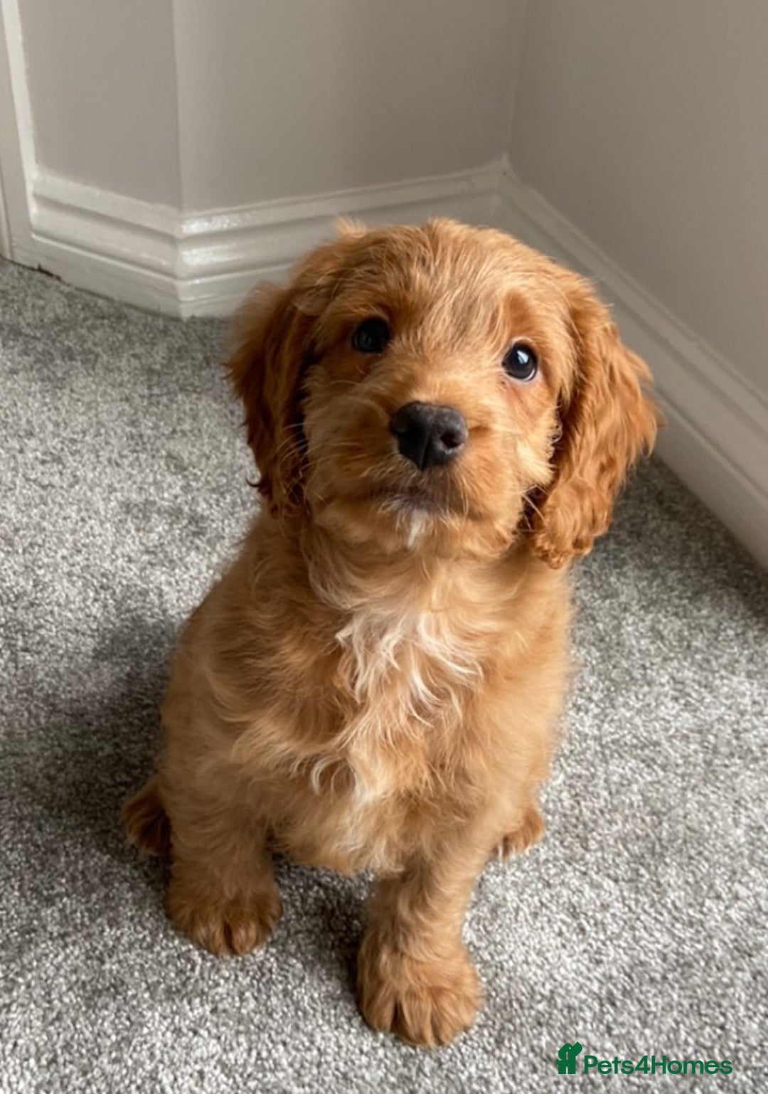 Cockapoo dogs for stud: Milo  - Image 7