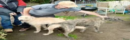 Mixed Breed dogs for sale: Deerhound x greyhound x Bedlington  - Advert 8