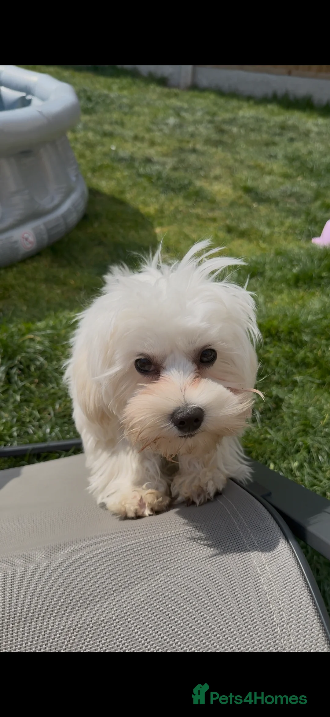 Maltese dogs for sale: 🐾 Beautiful Maltese for sale 1.5 years old 🐾 - Advert 2