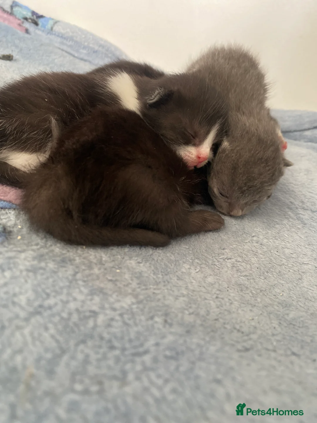 Mixed Breed cats for sale: 4 kittens for sale  - Advert 5