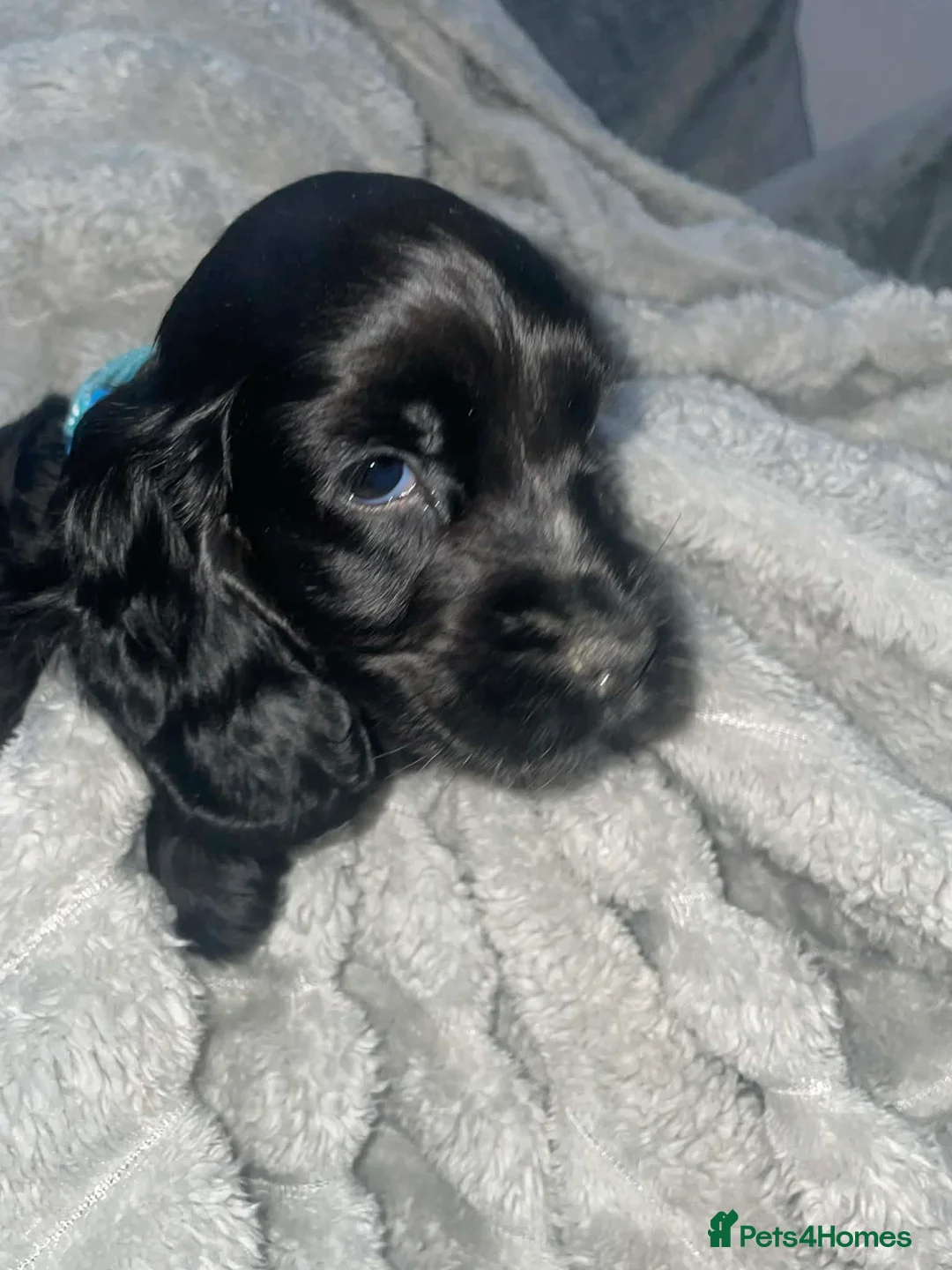 Cocker Spaniel dogs for sale: Show type cocker spaniel  in Carluke - Advert 3
