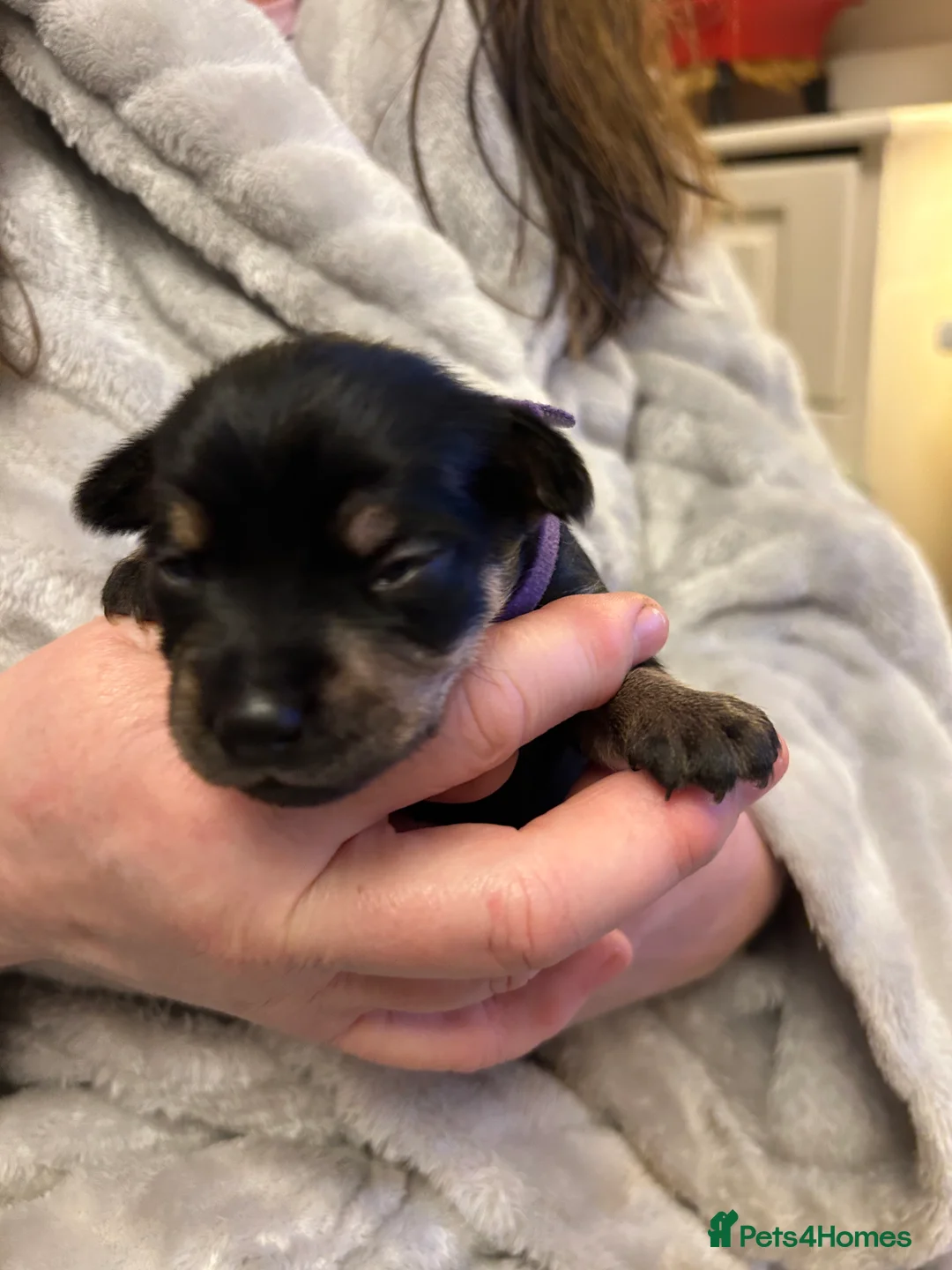 Chorkie dogs for sale: Small breed Chorkie puppies - Advert 9