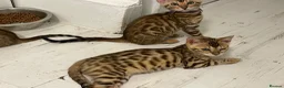 Bengal cats for sale: Bengal kittens  - Advert 10
