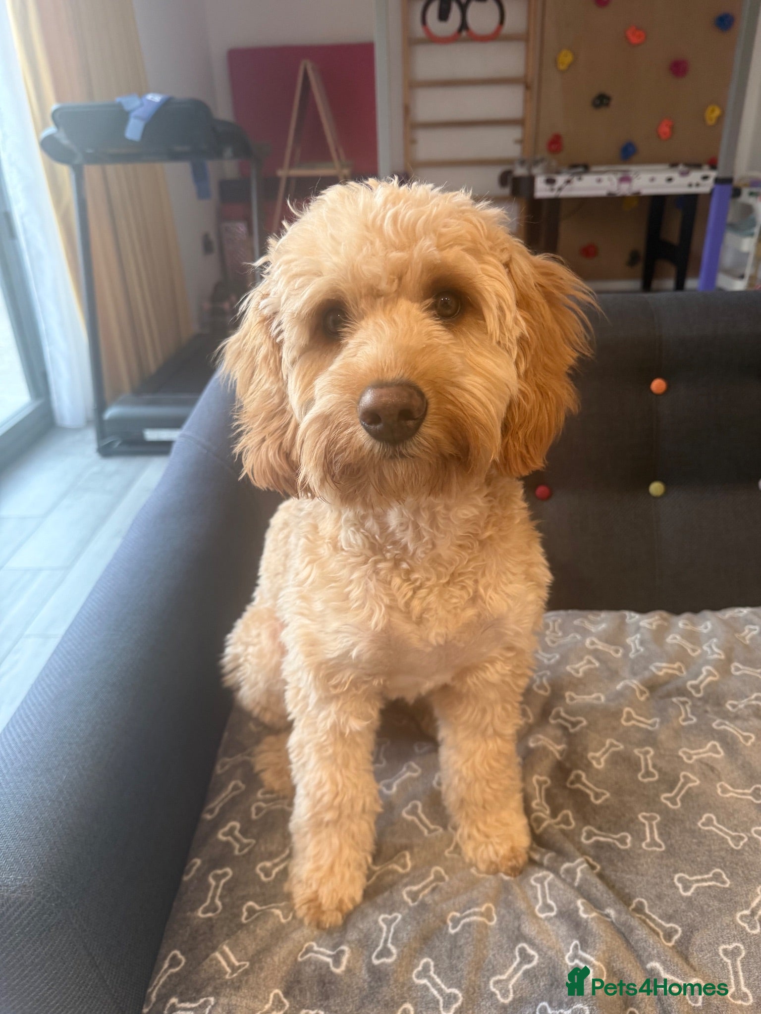 Cavapoo dogs Cavapoo  - Advert 2
