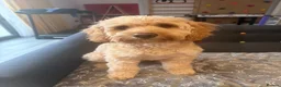 Cavapoo dogs for sale: Cavapoo  in Harrogate - Advert 1