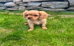 Cavalier King Charles Spaniel dogs for sale: Stunning cavalier King Charles spaniels.1 boy left - Image 4