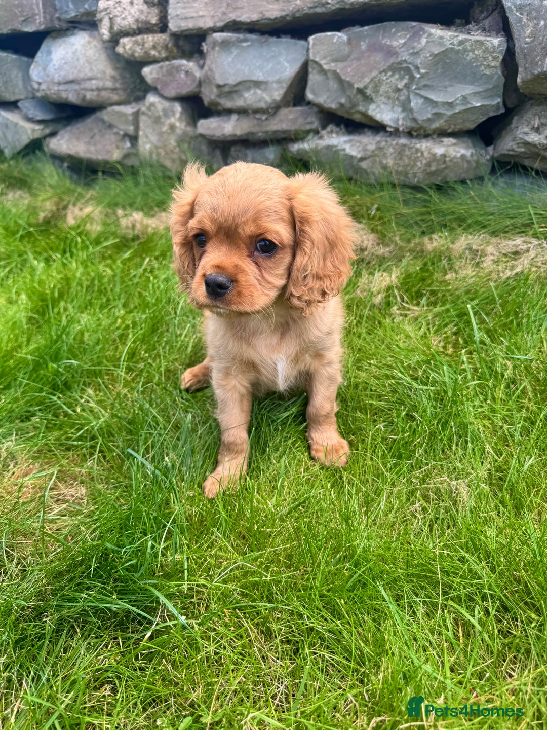 Cavalier King Charles Spaniel dogs for sale: Stunning cavalier King Charles spaniels.1 boy left - Image 4