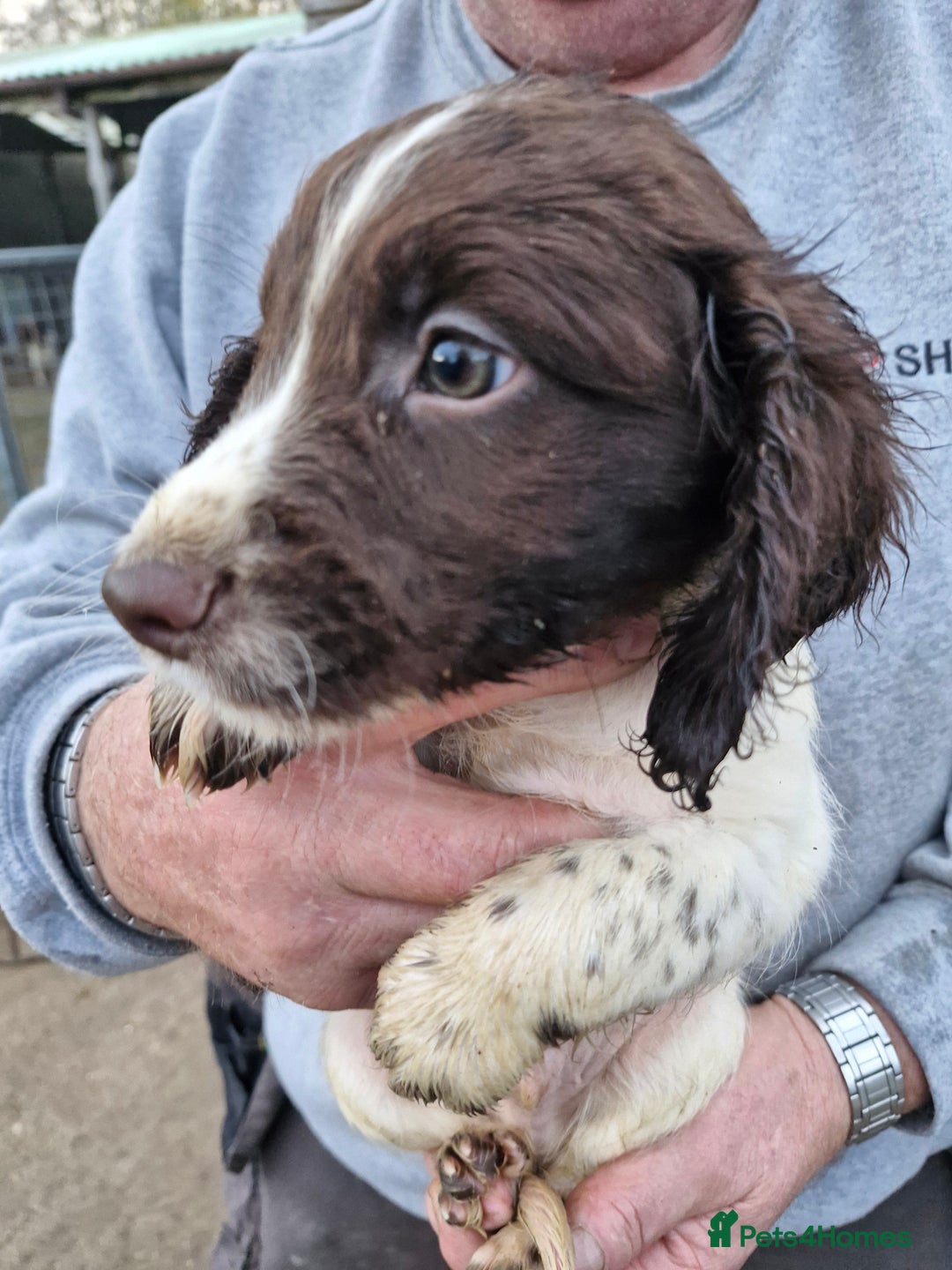 Sprocker dogs for sale: 9 lovely sprocker spaniel puppies for sale - Advert 2