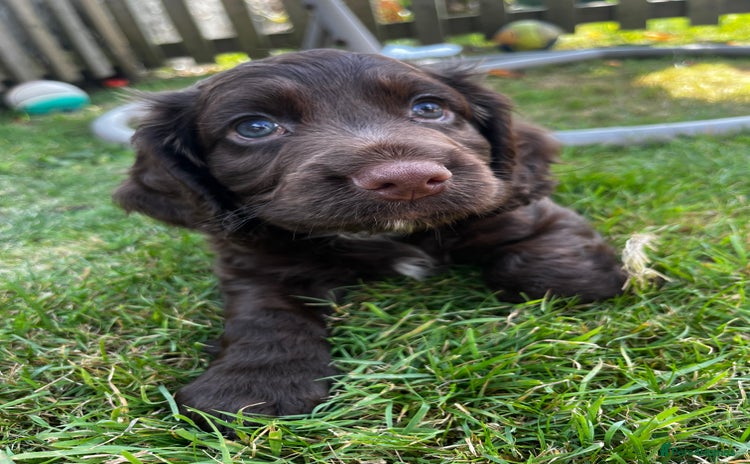 Cocker Spaniel dogs - Advert 16
