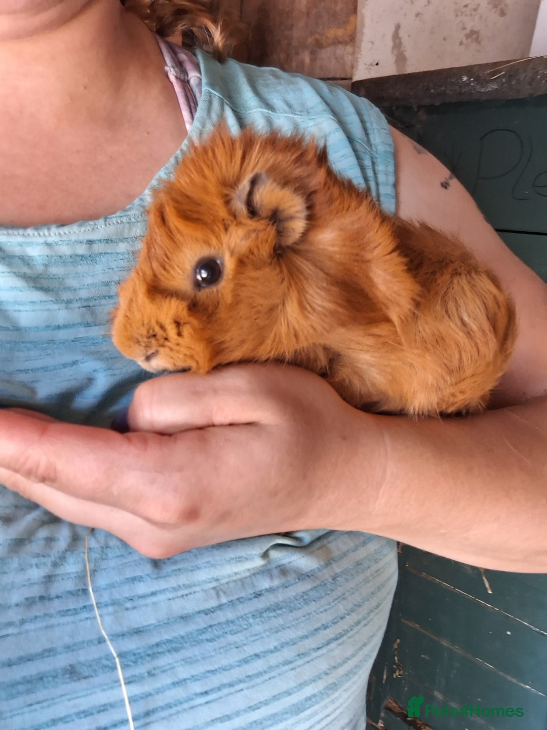 Guinea Pig rodents for sale: Young long haired boar  - Image 2