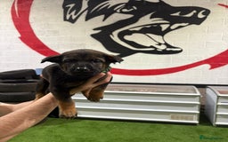 Belgian Shepherd Dog dogs for sale: Reduced 1.2k - Advert 2