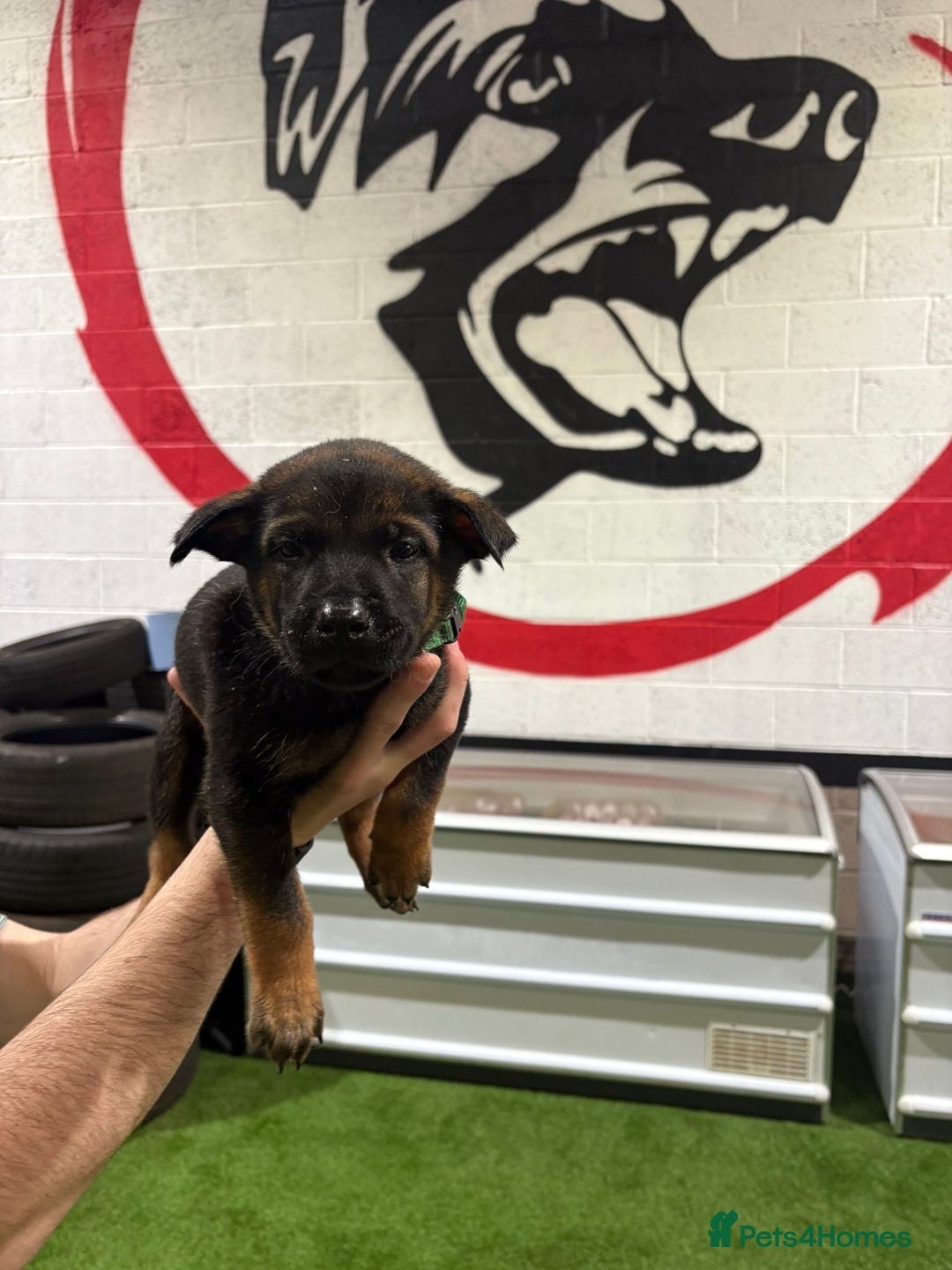 Belgian Shepherd Dog dogs for sale: Reduced 1.2k - Advert 2