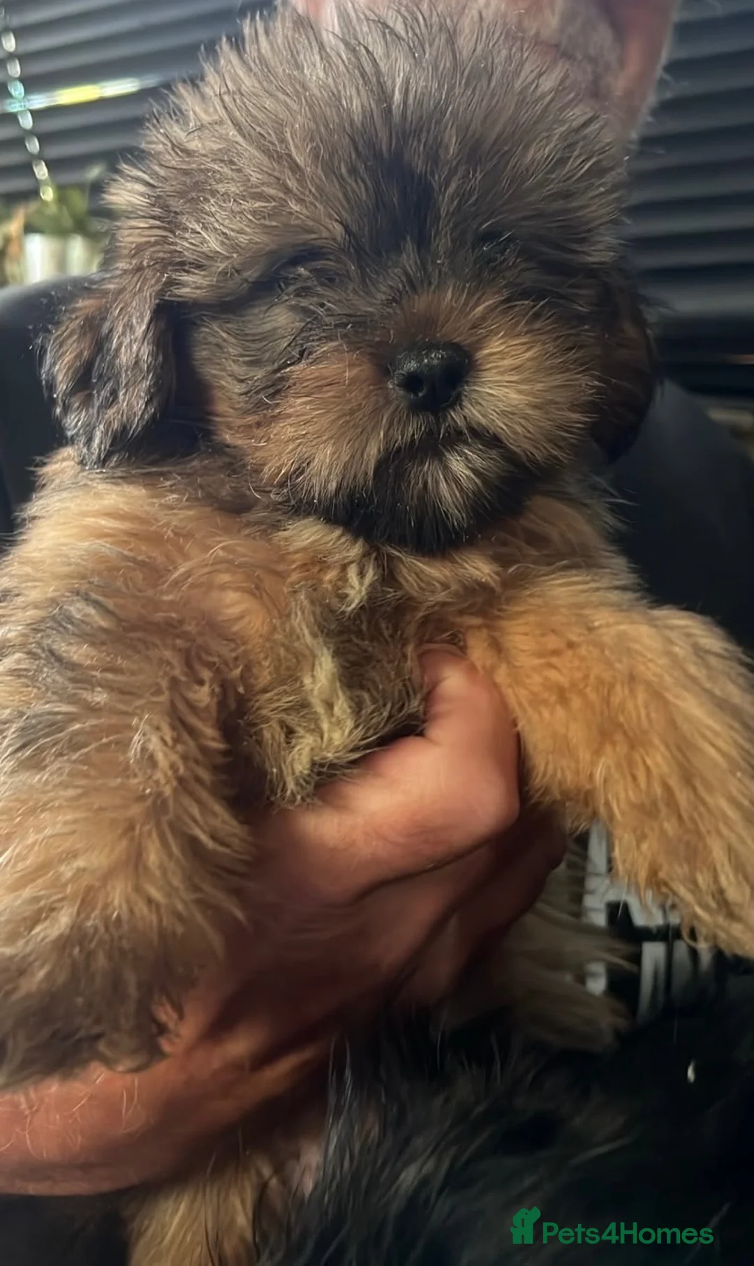 Mixed Breed dogs for sale: Shih tzu x Pomeranian  - Advert 6