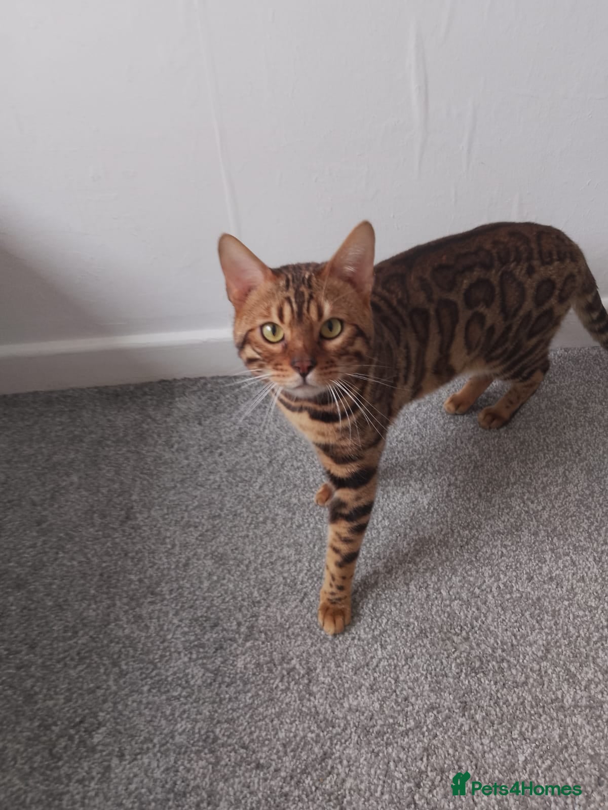 Bengal cats Beautiful bengal  - Advert 13