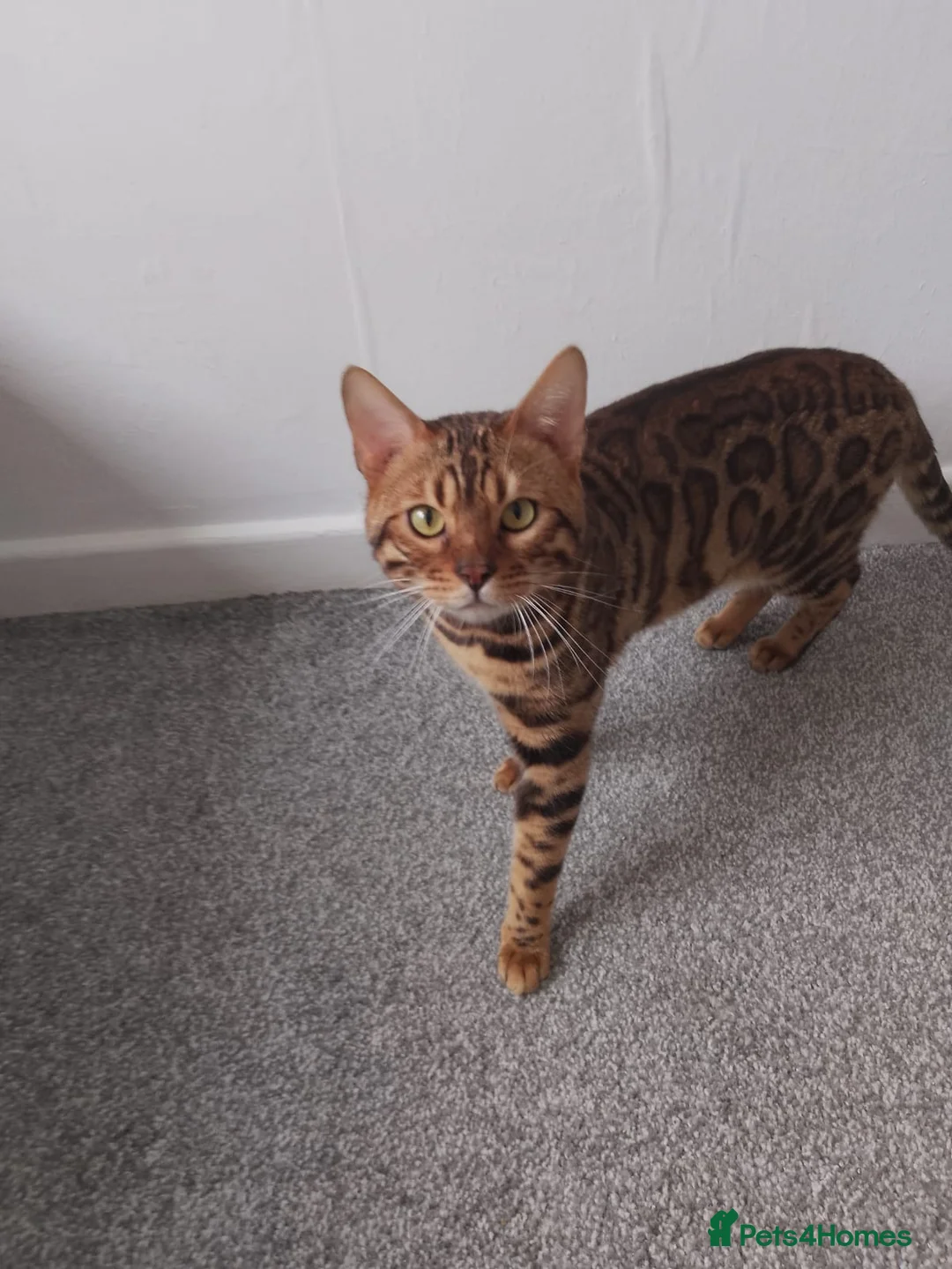 Bengal cats for sale: Beautiful bengal  - Advert 4