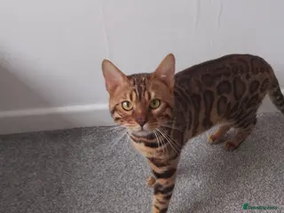 Bengal cats Beautiful bengal - Advert 13