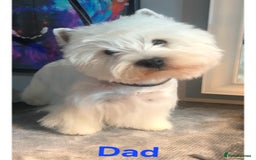 West Highland Terrier dogs for sale: West Highland Terrier's, Good pedigree  - Image 7