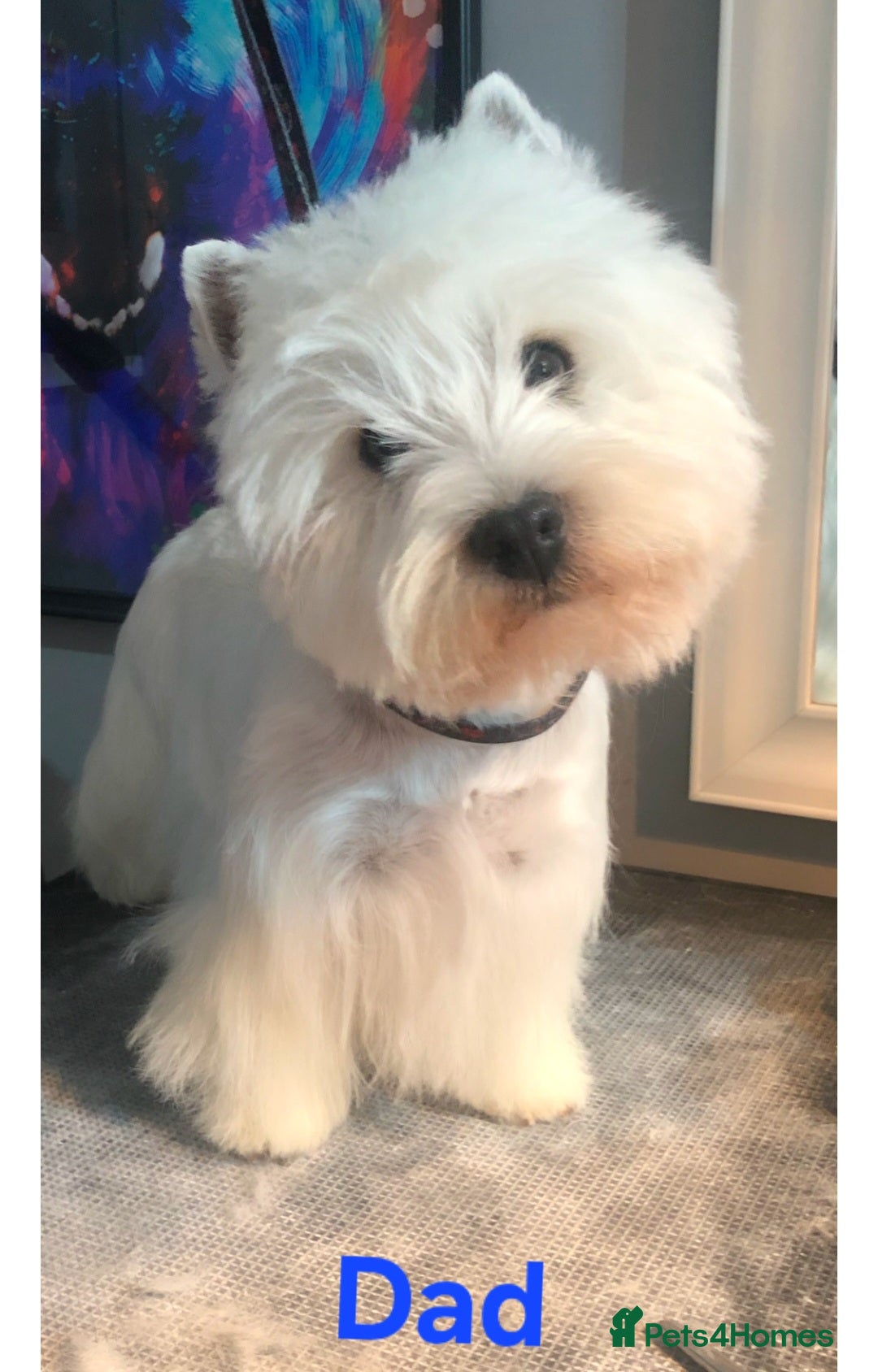 West Highland Terrier dogs for sale: West Highland Terrier's, Good pedigree  - Image 7