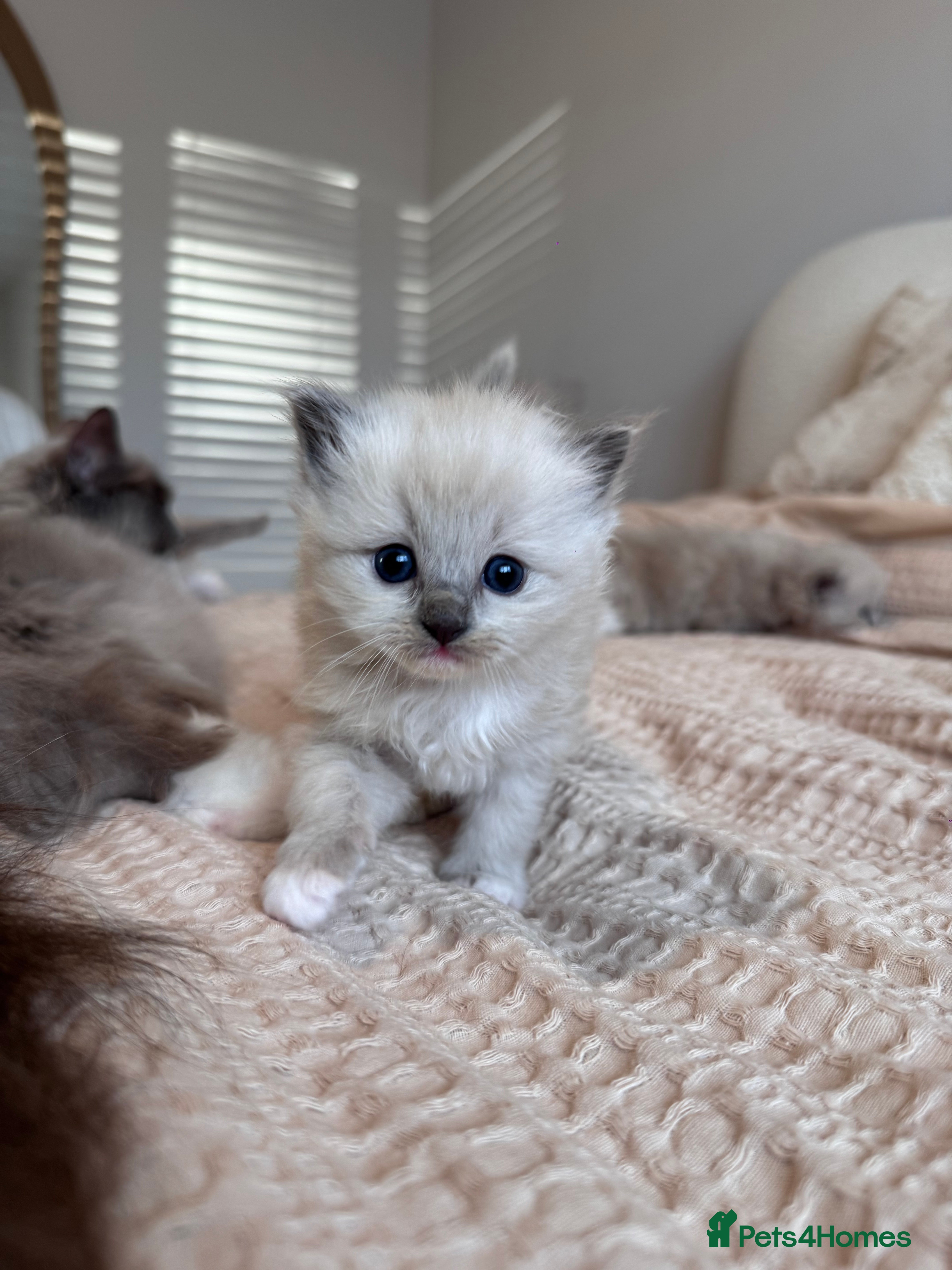 Ragdoll cats  ragdoll kittens  - Advert 2