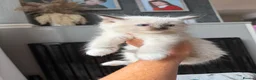 Ragdoll cats for sale: Beautiful pedigree ragdoll kittens  - Advert 14