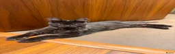 Maine Coon cats for sale: 🖤🐾 4 months Black Silver Maine Coon Boy  🐾🖤 - Advert 1