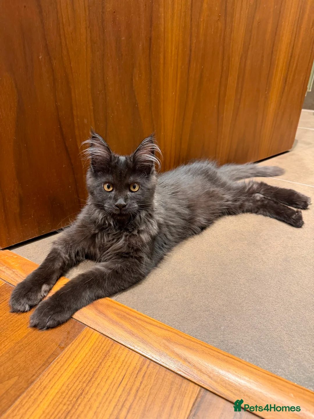 Maine Coon cats for sale: 🖤🐾 4 months Black Silver Maine Coon Boy  🐾🖤 - Advert 1