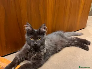 Maine Coon cats 🖤🐾 4 months Black Silver Maine Coon Boy 🐾🖤 - Advert 4
