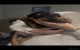 Mixed Breed dogs for sale: Puppy’s available  - Advert 19