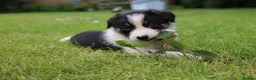 Border Collie dogs for sale: Black/ White & Tan Health Tested - Advert 8
