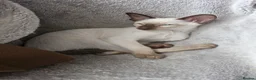Siamese cats for sale: Exceptional pedigree gccf siamese kittens - Advert 4