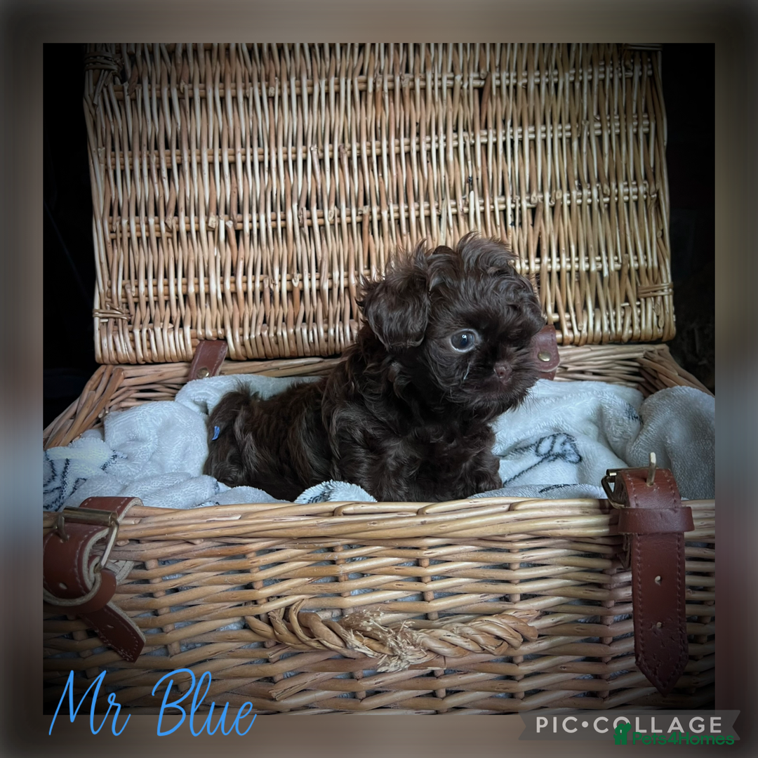 Shih Tzu dogs for sale: Stunning KC chocolate imperial Shihtzu puppies - Image 8