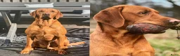 Labrador Retriever dogs for sale: Stunning, Well Bred Yellow Labrador Pups - Advert 12