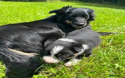 Mixed Breed dogs for sale: Huntaway x Welsh Sheep Dog Male Puppy - Image 4