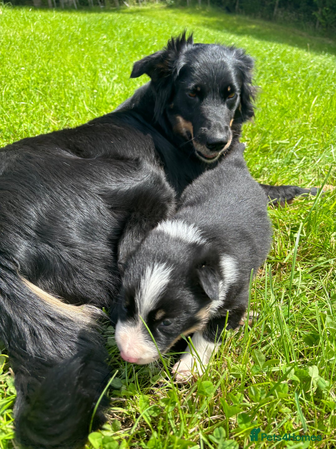 Mixed Breed dogs for sale: Huntaway x Welsh Sheep Dog Male Puppy - Image 4
