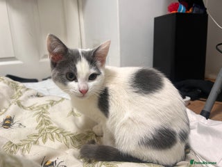 Domestic Shorthair cats Grey & White Domestic Shorthair Cat for Sale - - Advert 3