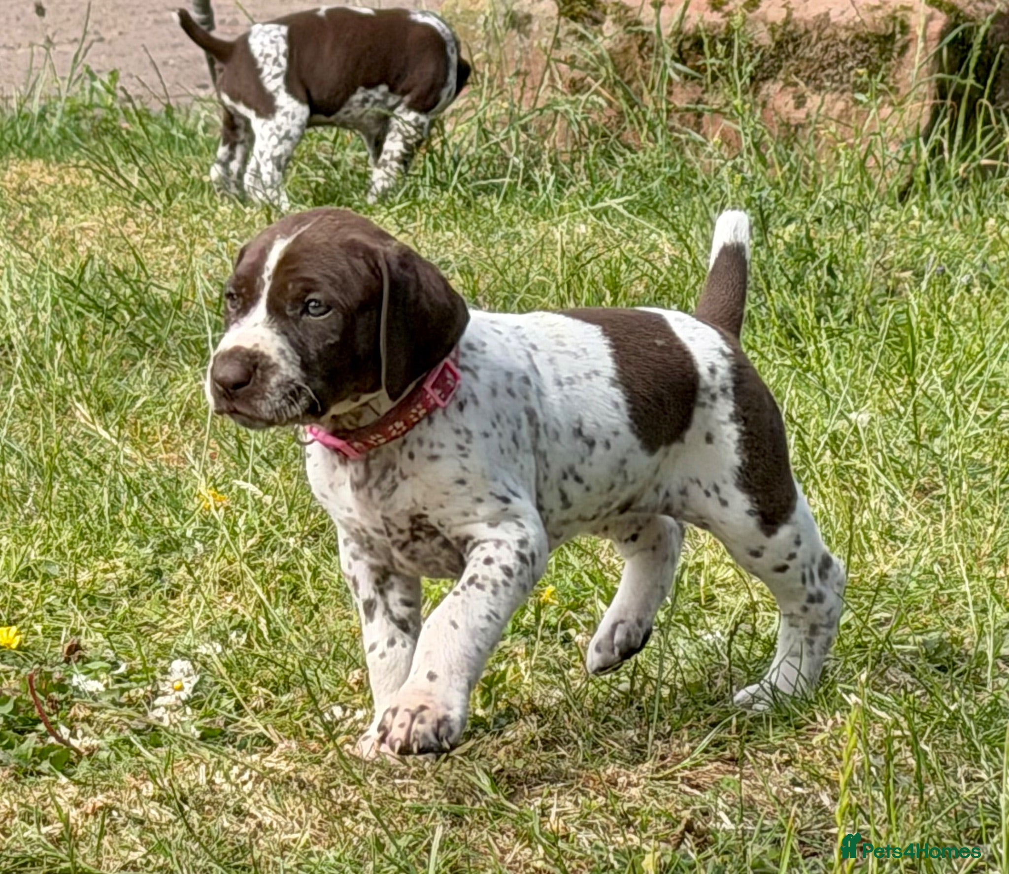 German Shorthaired Pointer dogs KC Registered German Shorthaired Pointer Puppies - Advert 1
