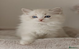 Ragdoll cats for sale: Amazing Ragdoll kittens - Image 27