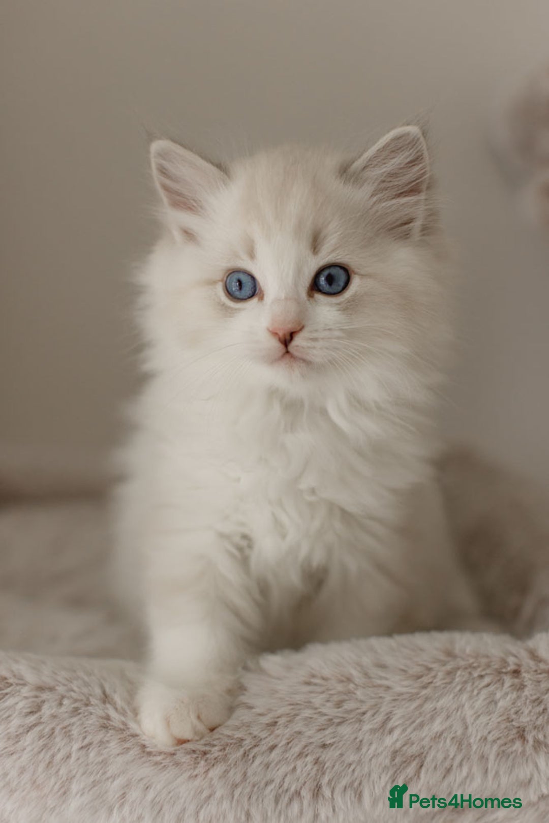 Ragdoll cats for sale: Amazing Ragdoll kittens - Image 27