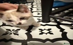 Domestic Shorthair cats for sale: 2 Male 2 female kittens  - Image 15