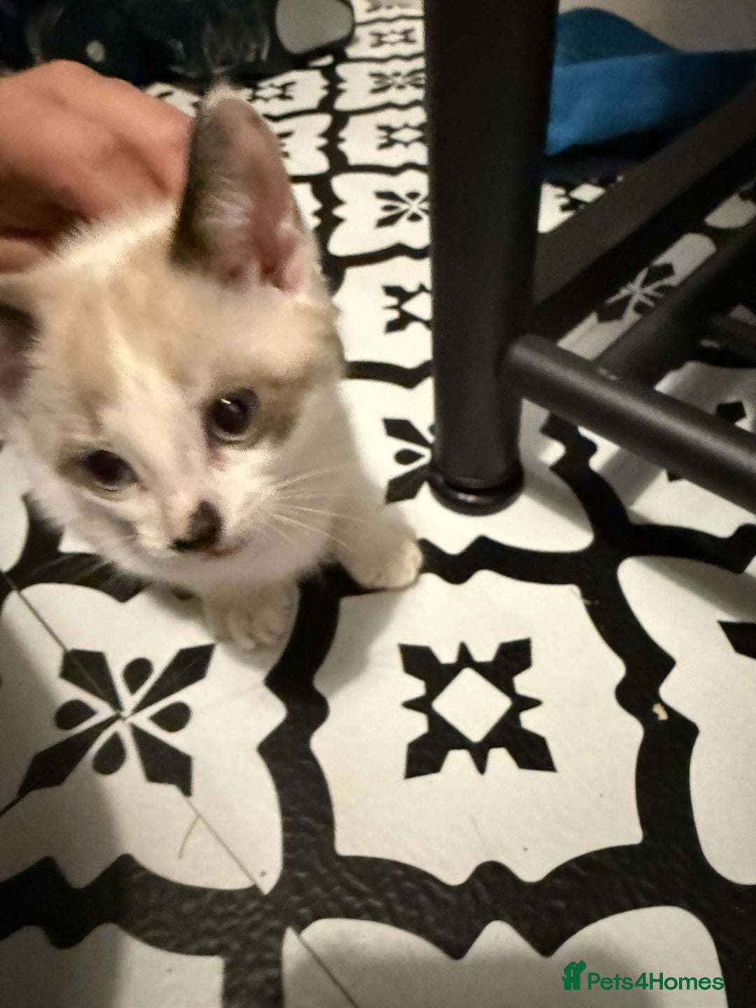 Domestic Shorthair cats for sale: 2 Male 2 female kittens  - Image 15
