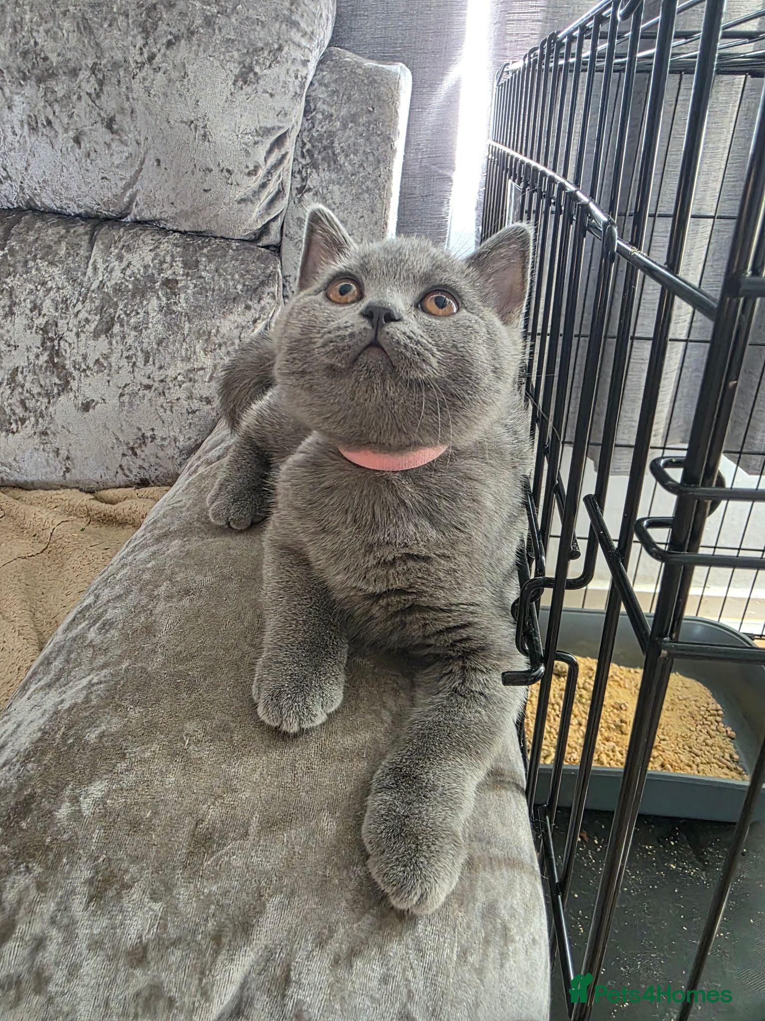 British Shorthair cats British Shorthair Kittens  - Advert 17