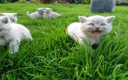 British Shorthair cats for sale: BSH lilac boys and girls, GCCF registered  - Image 19