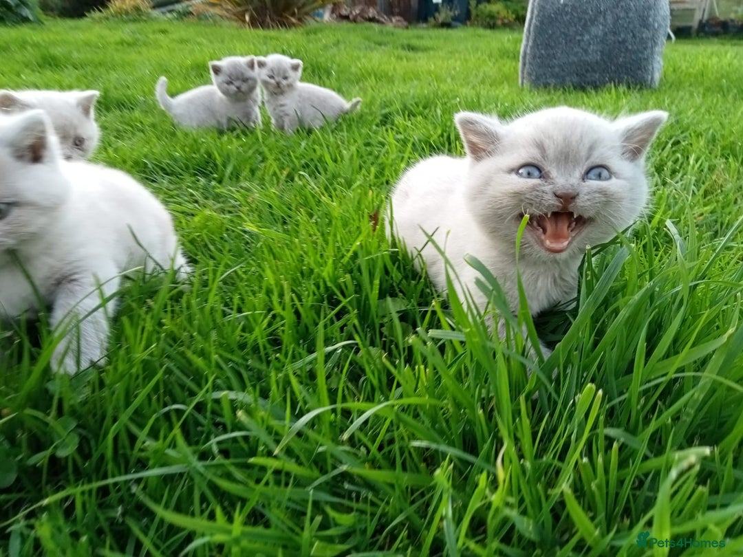 British Shorthair cats for sale: BSH lilac boys and girls, GCCF registered  - Image 19