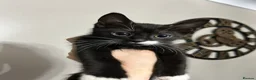 Mixed Breed cats for sale: 3 playful kittens  - Advert 16