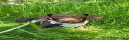 Miniature Dachshund dogs for stud: For Stud - 4 Year mini dachshund - Advert 1