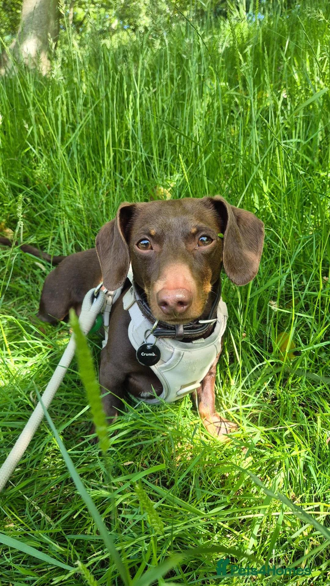 Miniature Dachshund dogs for stud: For Stud - 4 Year mini dachshund - Advert 1