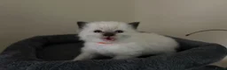 Ragdoll cats for sale: 🐾 Pure Ragdoll Kittens 🐾 in Exeter - Advert 10