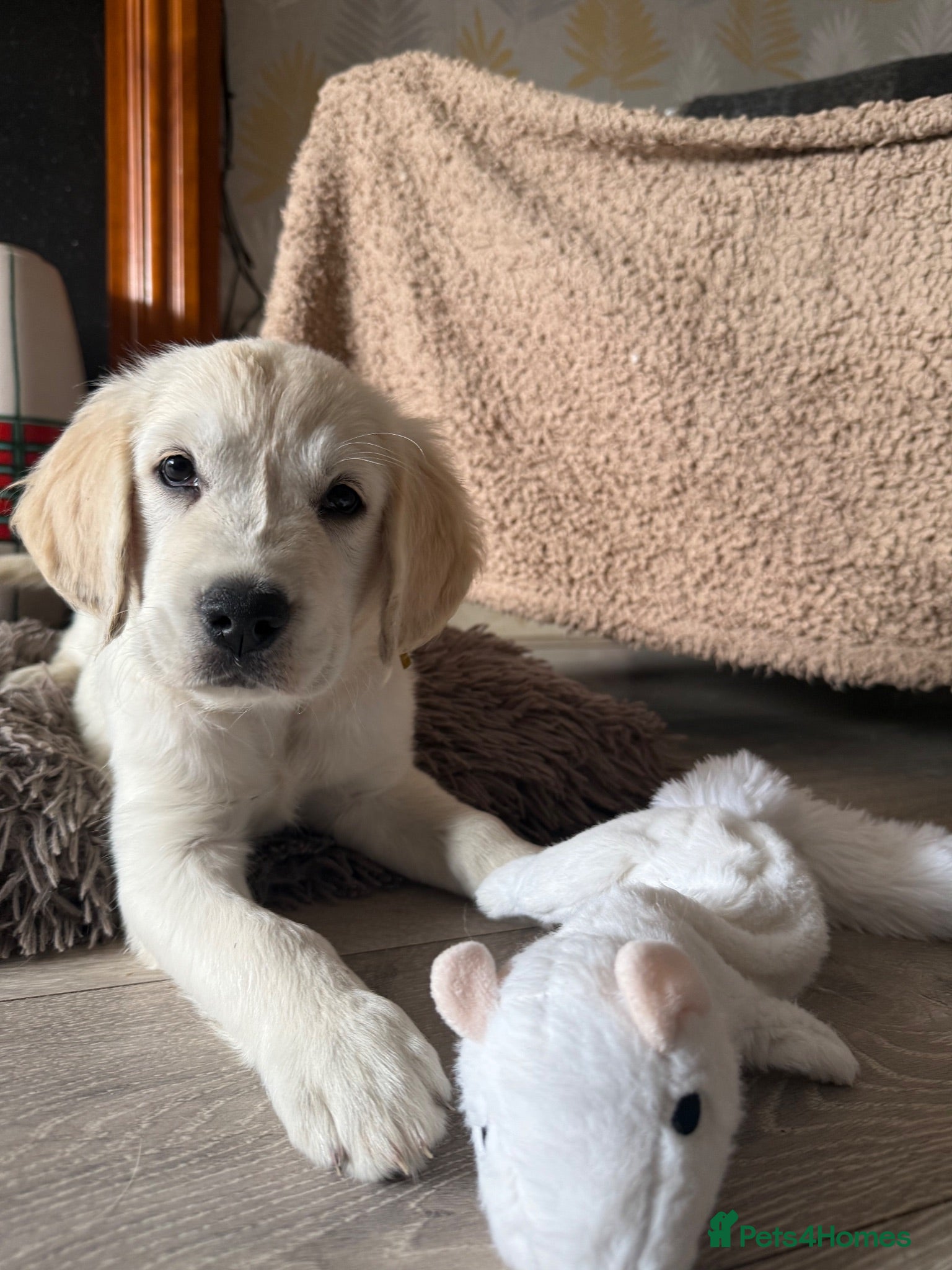 Golden Retriever dogs Just 1 gorgeous girl available  - Advert 1