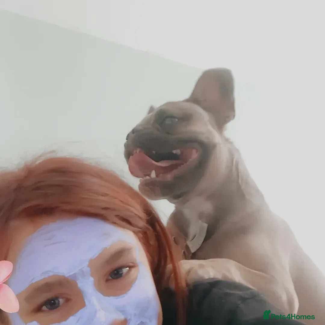 Mixed Breed dogs for sale: French bulldog crossed  - Image 5